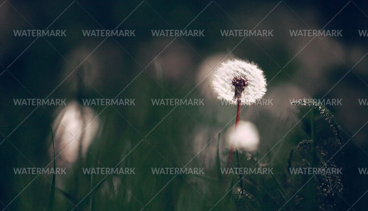 5676682203_eb8865d168_o