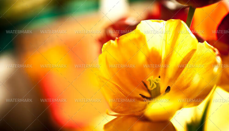 7160275684_f9452a65c7_h