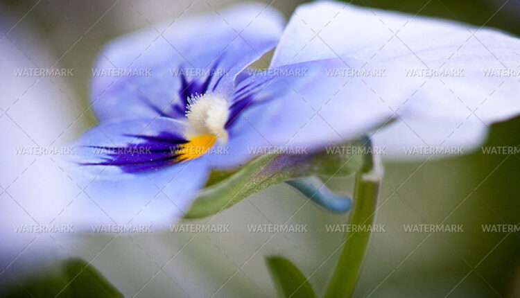 7296938152_ca464e3879_h