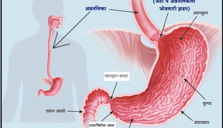 Stomach