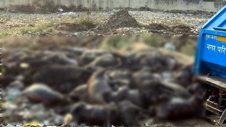 pig death(1)